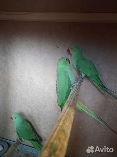 Ожереловый попугай