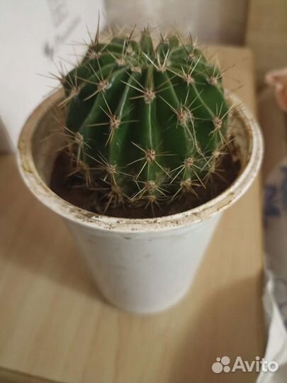 Кактус цветущий