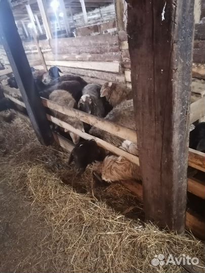 Баран продам курдючный