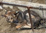 Собака на метровой цепи ищет дом или передержку