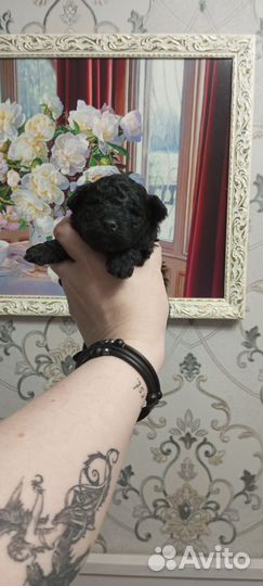 Той пуделек