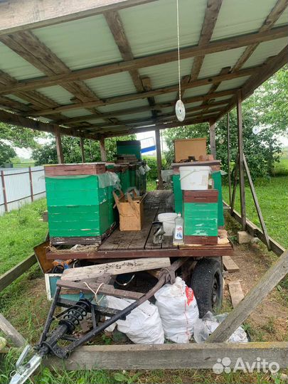 Пчелопакеты с уликами и без