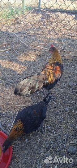 Петухи 
