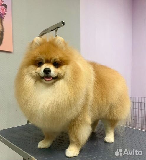 Груминг.Стрижка собак.Экспресс Линька