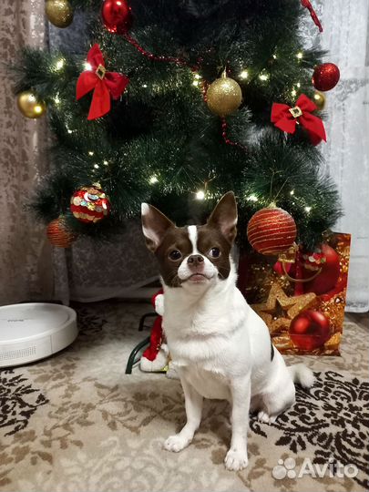 Вязка Чихуахуа