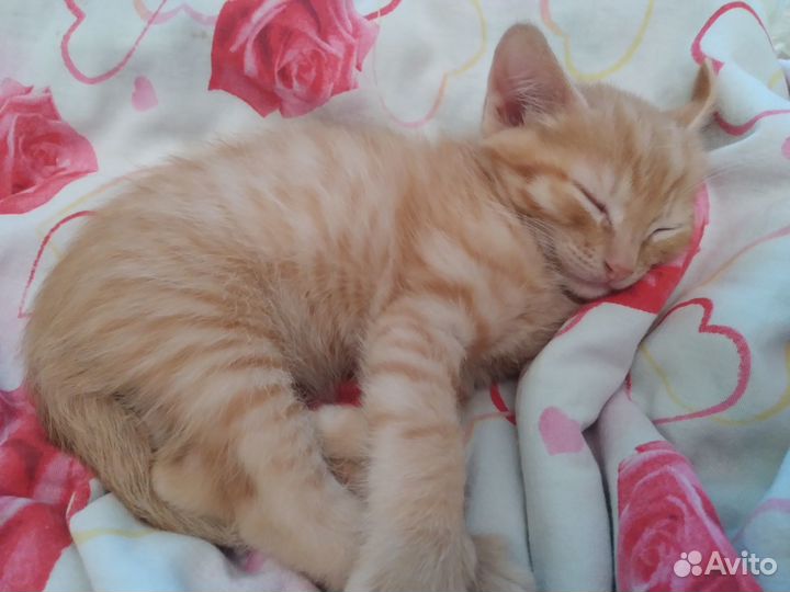 Отдам котёнка в добрые руки
