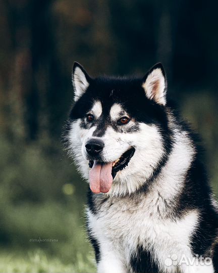Велес из приюта