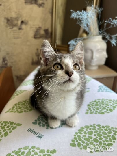 Котенок в добрые руки мальчик