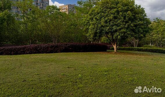 Газонная трава