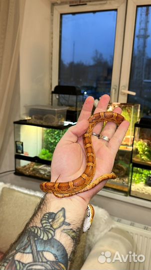 Змея маисовый полоз