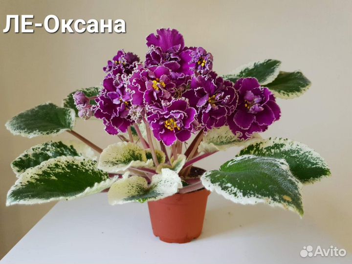 Сортовые фиалки