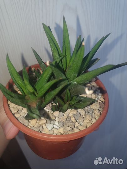 Детка хавортии sp