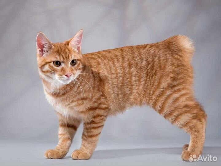 Кошки курильский бобтейл
