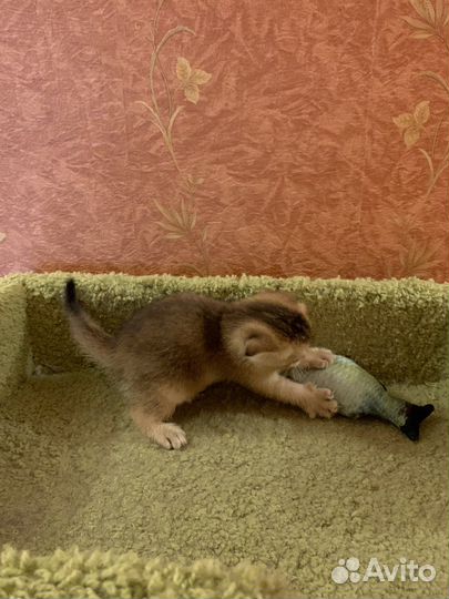 Котенок