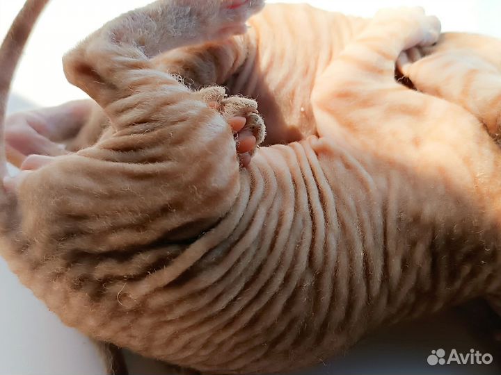 Кошки донской сфинкс