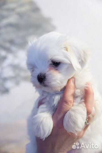 Щенки мальтезе
