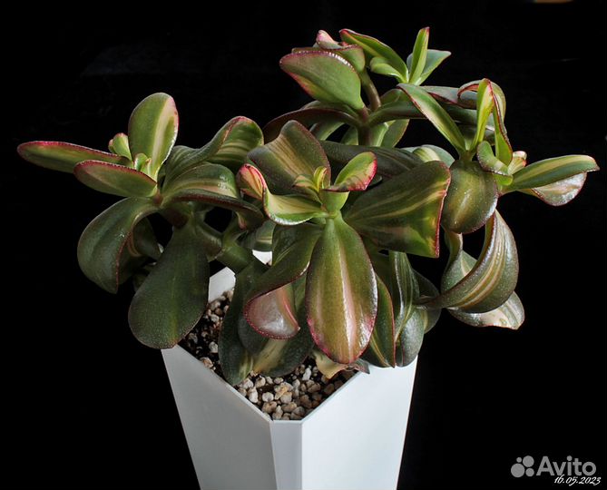 Crassula Return of Beauty