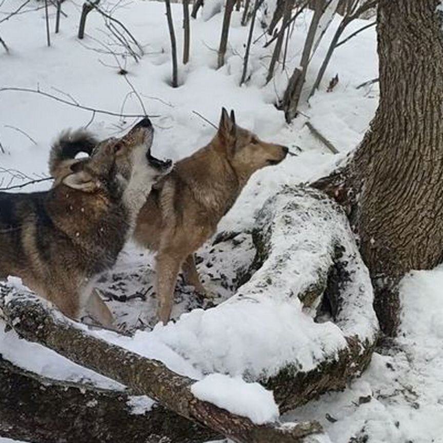 Щенки западно сибирской лайки