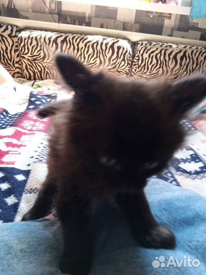 Котята в добрые руки бесплатно