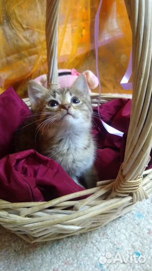 Котёнок девочка возраст 1 месяц