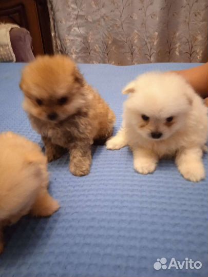 Щенки шпица мини