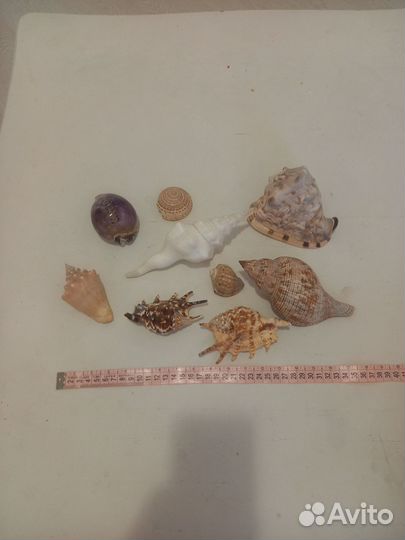 Морские раковины, большие, разные, набор