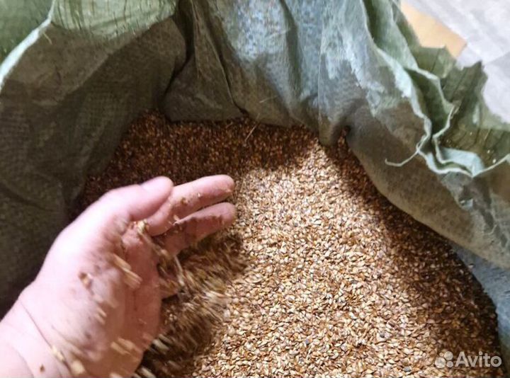 Доставка семян ели