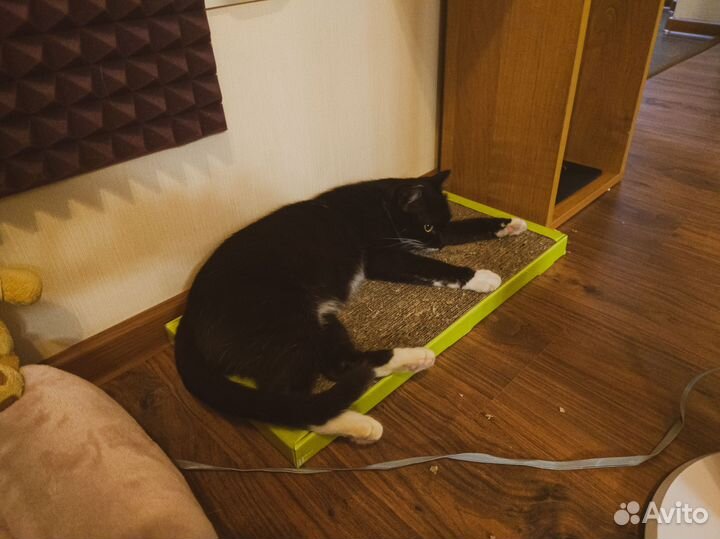 Кошка стерилизованная