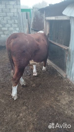 Бык только на племя Порода Казахский белоголовый