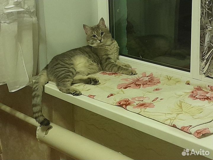 Отдам в добрые руки