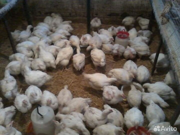 Бройлер чешский кобб-500