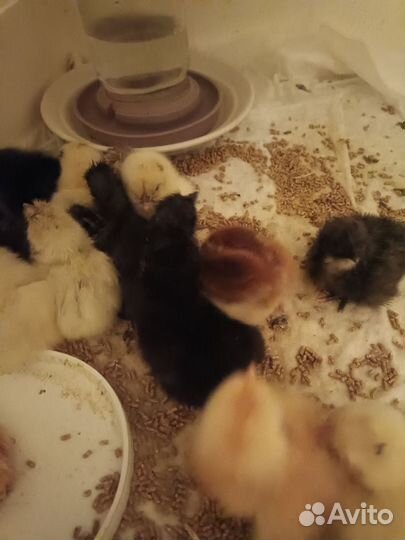 Цыплята микс от породистых кур