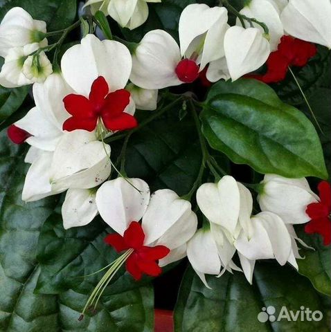 Клеродендрум томпсона