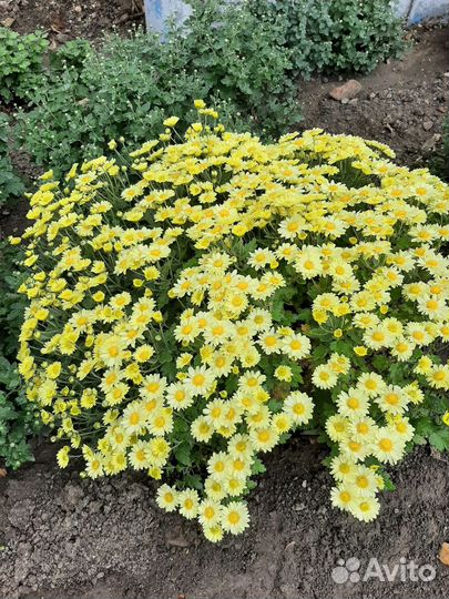 Шаровидная мультифлора