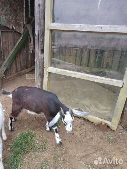 Козы, и козлы