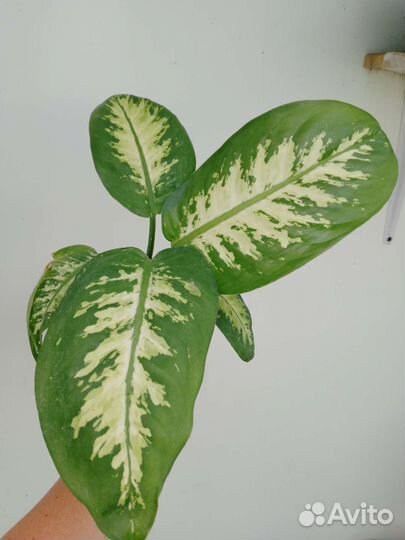 Диффенбахия, аглаонема