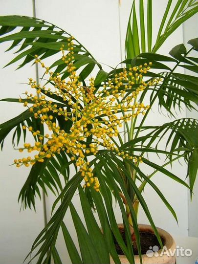 Хамедорея элеганс