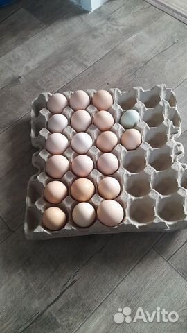 Инкубационное яйцо от домашних кур