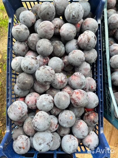 Слива анжелина