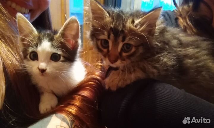 Котята в дар