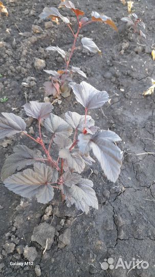 Пузыреплодник калиновидный