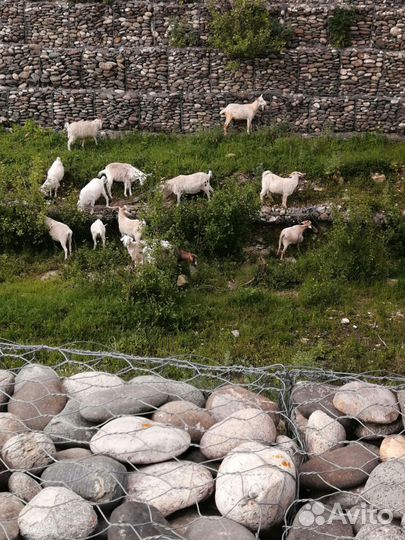 Продаю коз на мясо