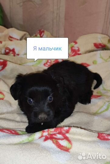 Отдам щенков