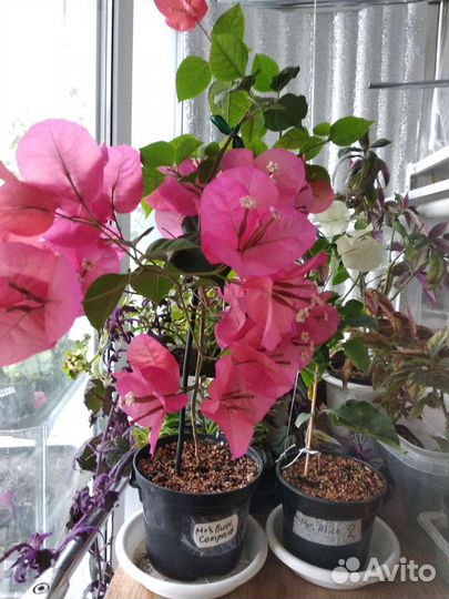 Бугенвиллия