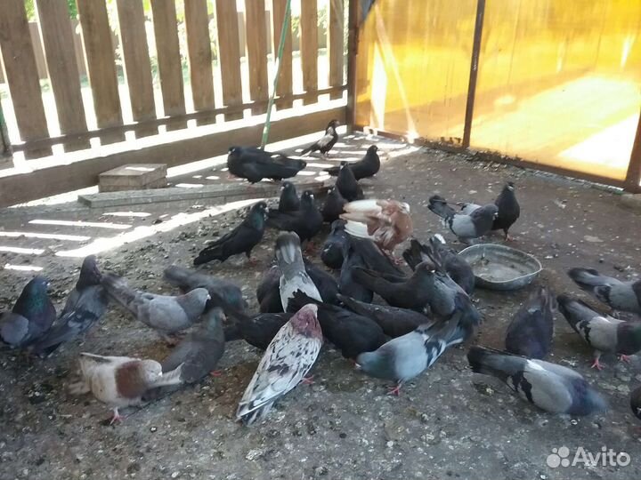 Продажа голубей