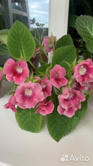 Глоксиния тидея