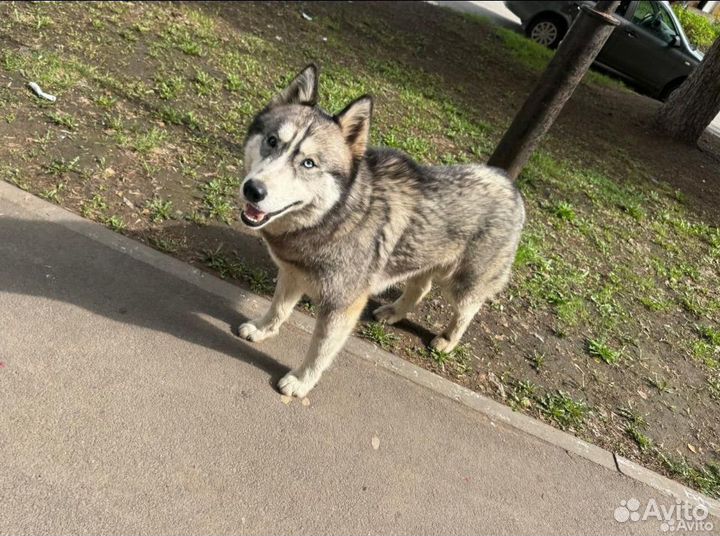 Собака в добрые руки хаски