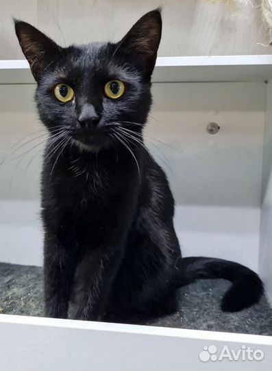 Мандрагора