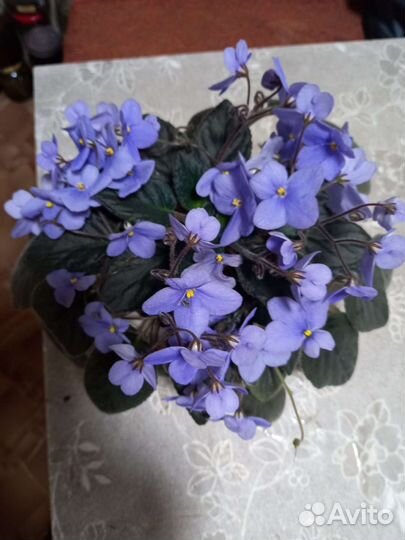 Сортовые фиалки