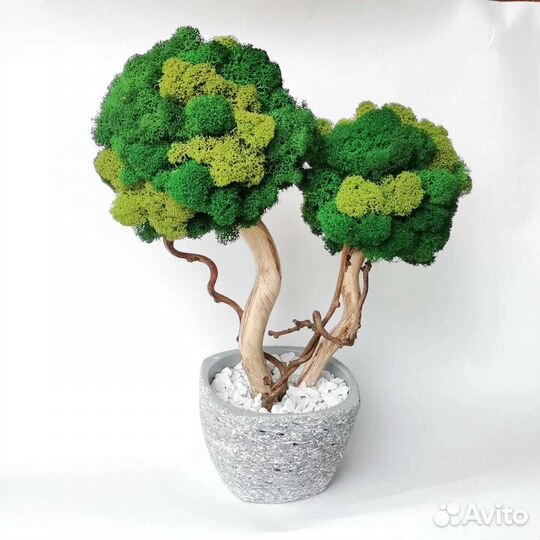 Дерево из стабилизированного мха